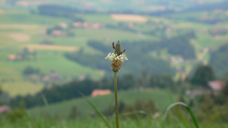 alpspeed07_035